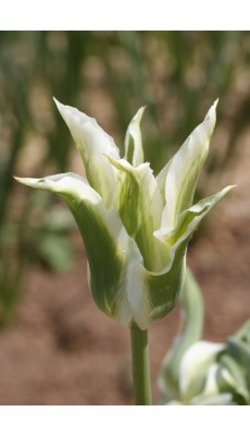 GREEN STAR