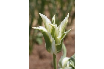 GREEN STAR