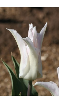 SAPPORO