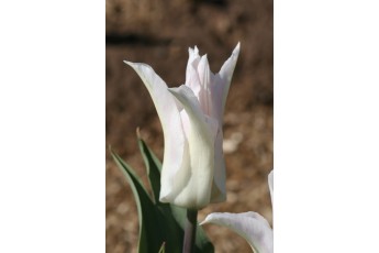 SAPPORO