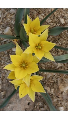 URUMIENSIS