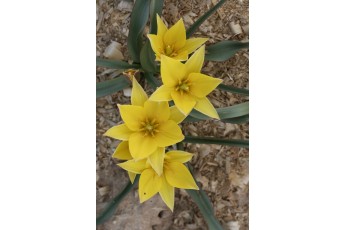 URUMIENSIS