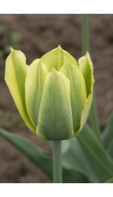 VIRILEMON