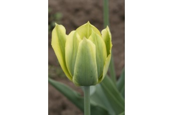 VIRILEMON
