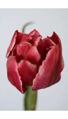 WILLEMSOORD